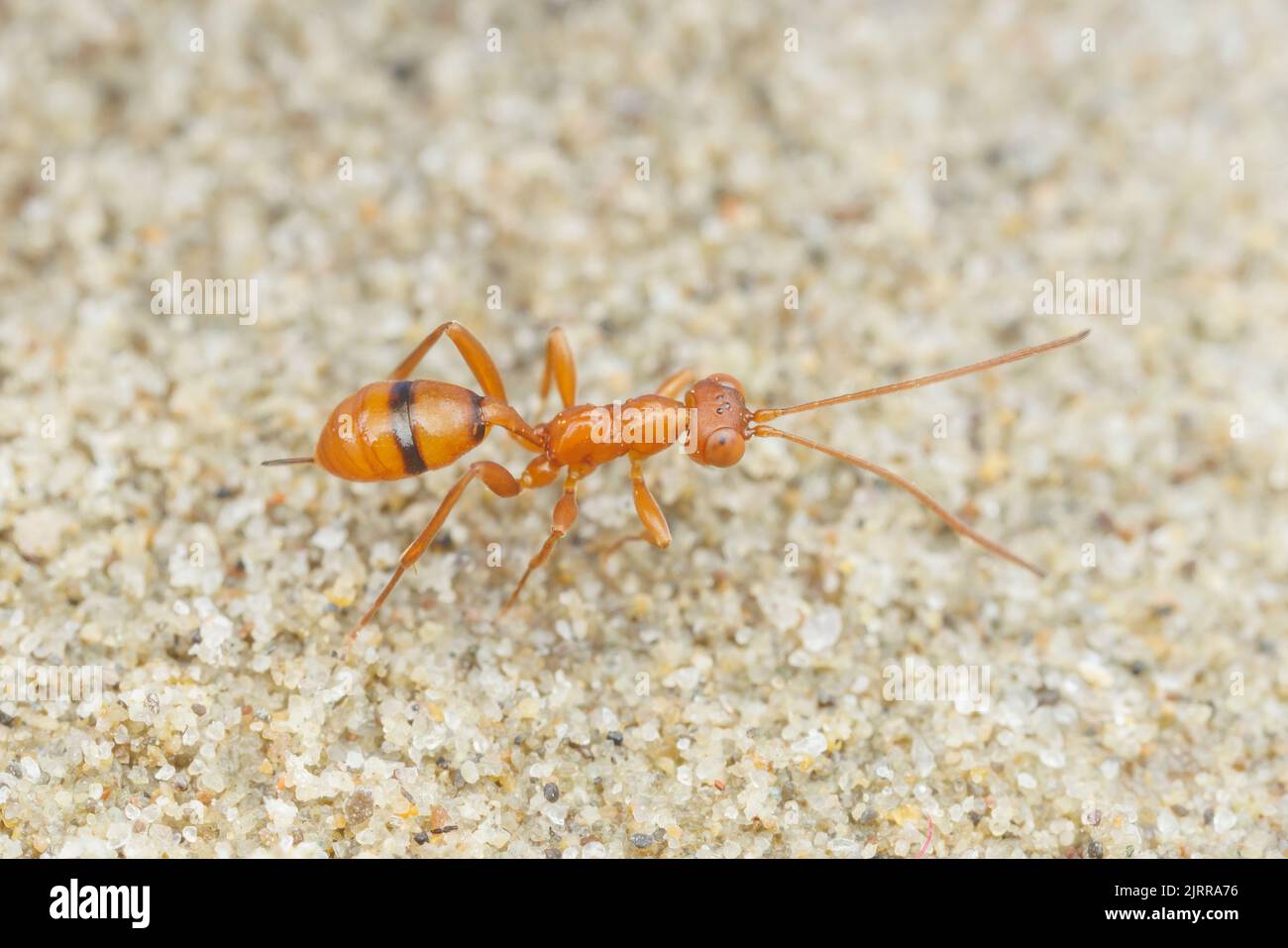 Ichneumonid Wasp (Gelis sp.) - Female Stock Photo - Alamy