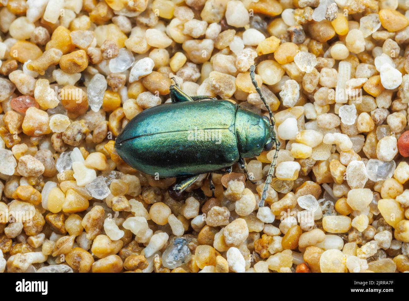 Flea Beetle (Altica sp.) Stock Photo