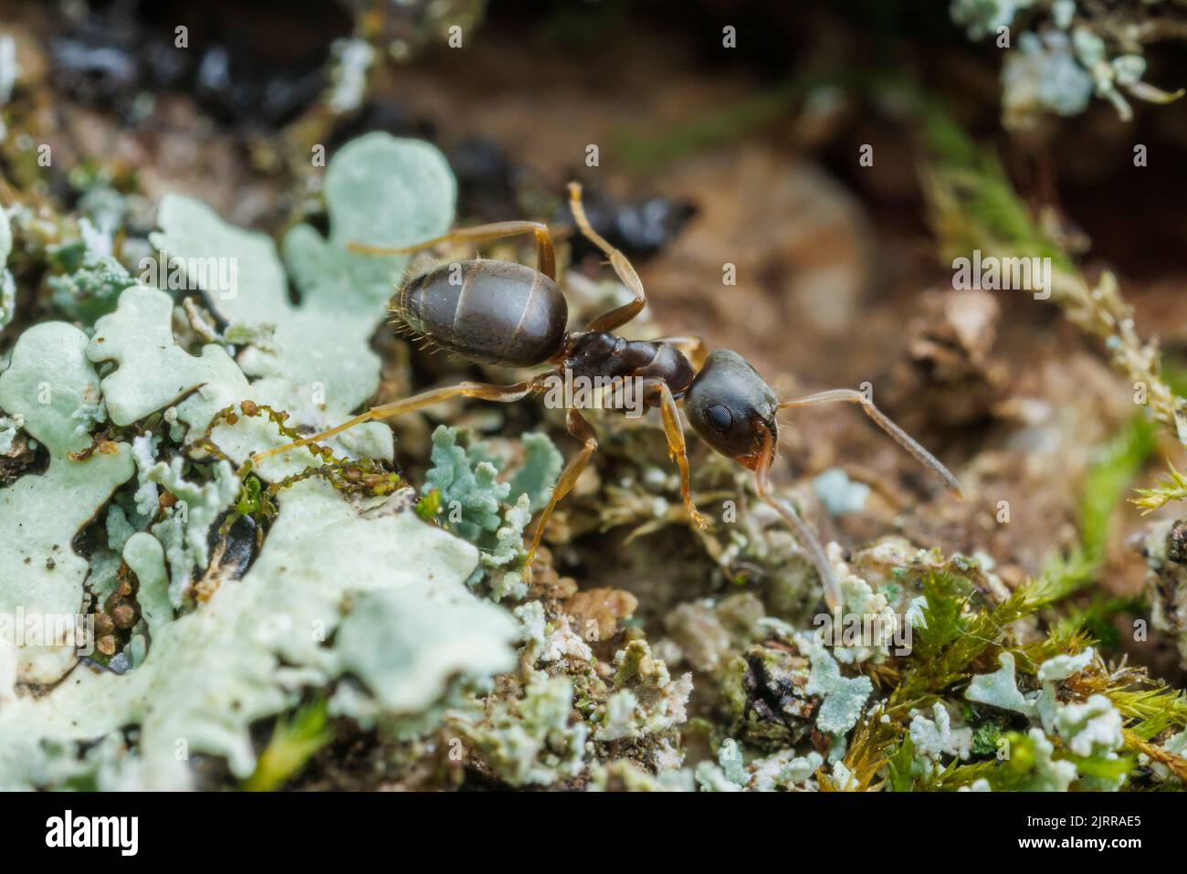 Lasius americanus, a Citronella Ant Stock Photo Alamy