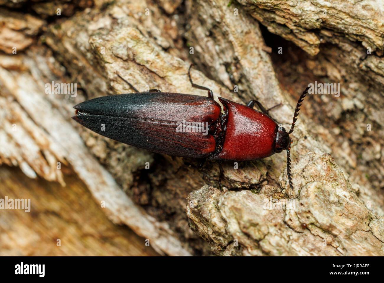 Parallelostethus attenuatus, a Click Beetle (Elateridae) Stock Photo