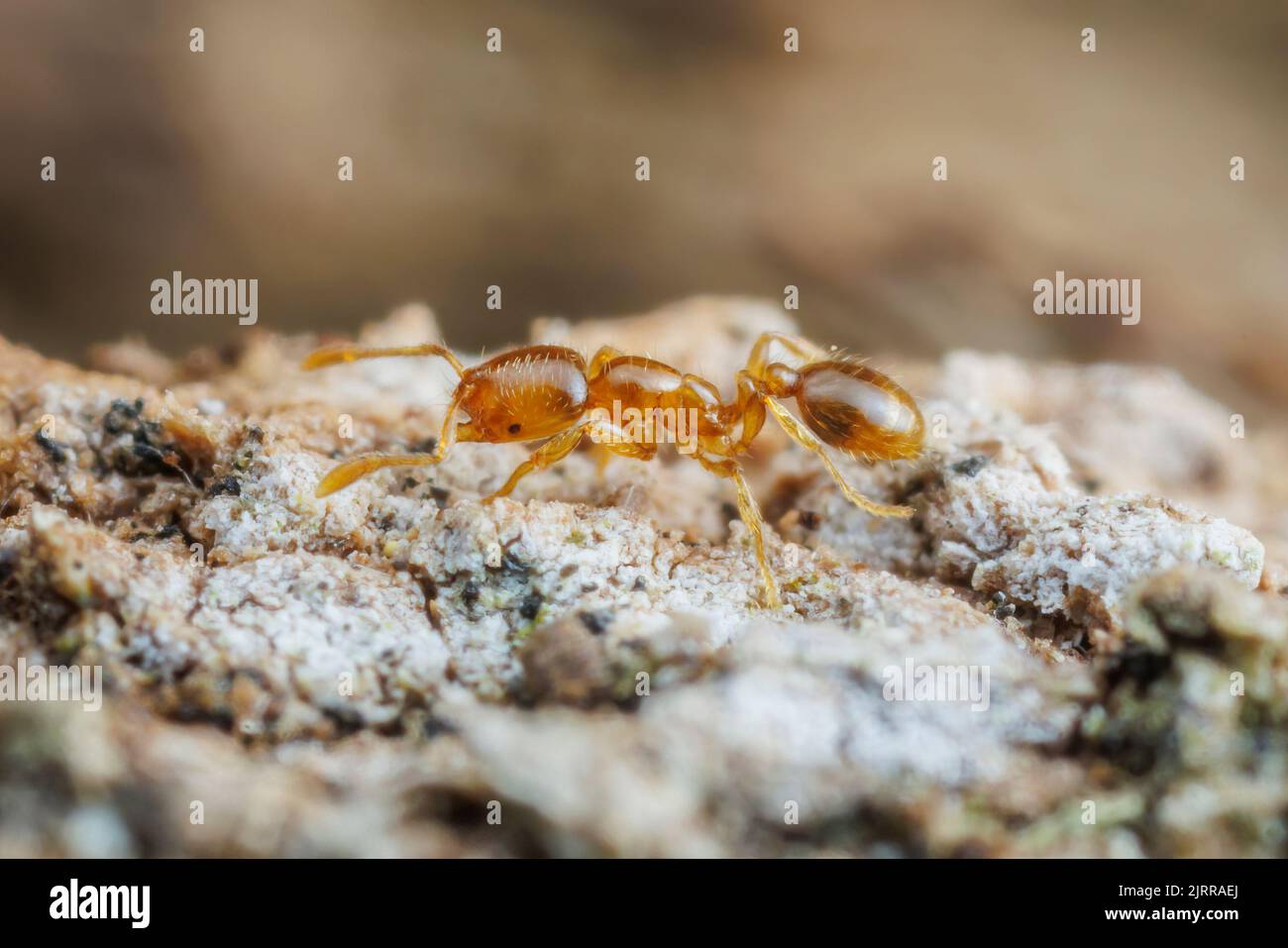 Thief ant hires stock photography and images Alamy