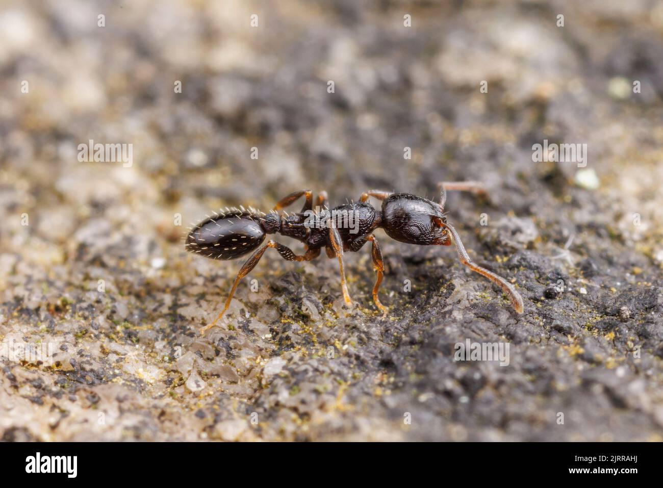 Acorn Ant (Temnothorax longispinosus) Stock Photo