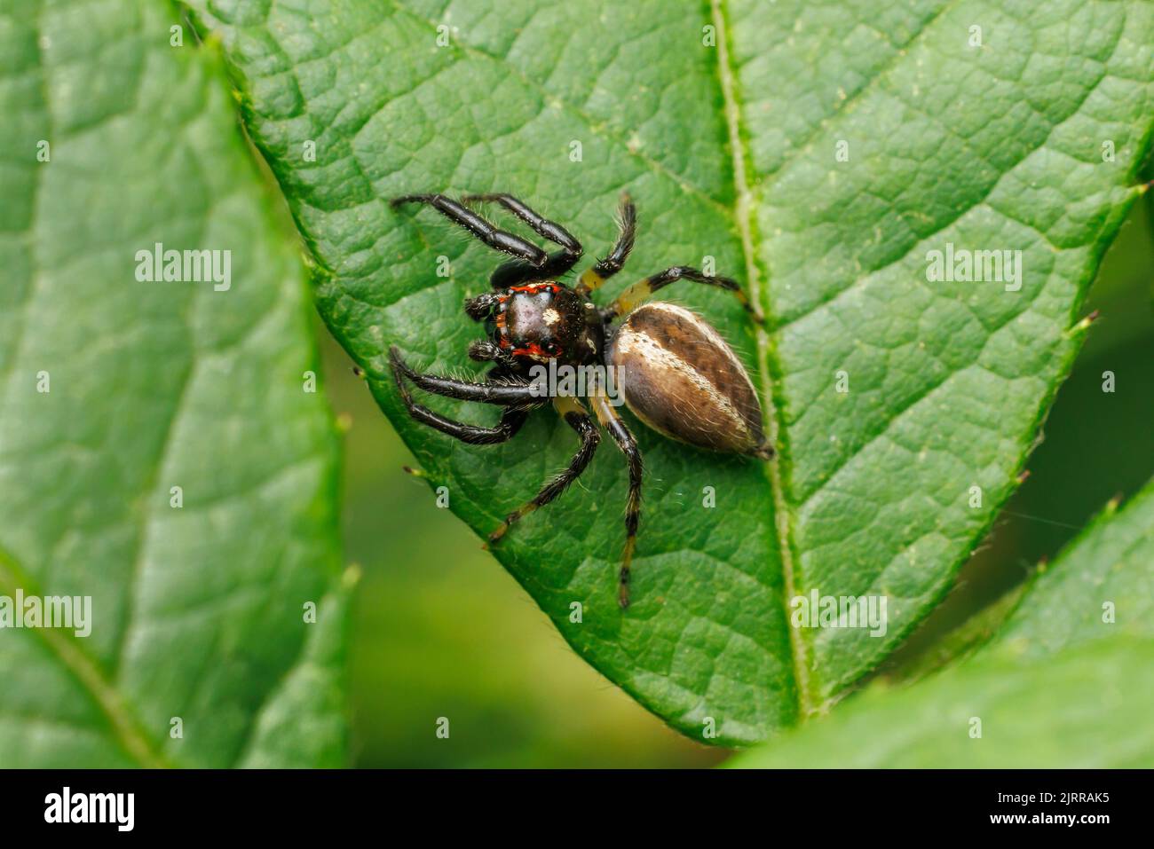 Jumping Spider (Colonus sylvanus) - Male Stock Photo