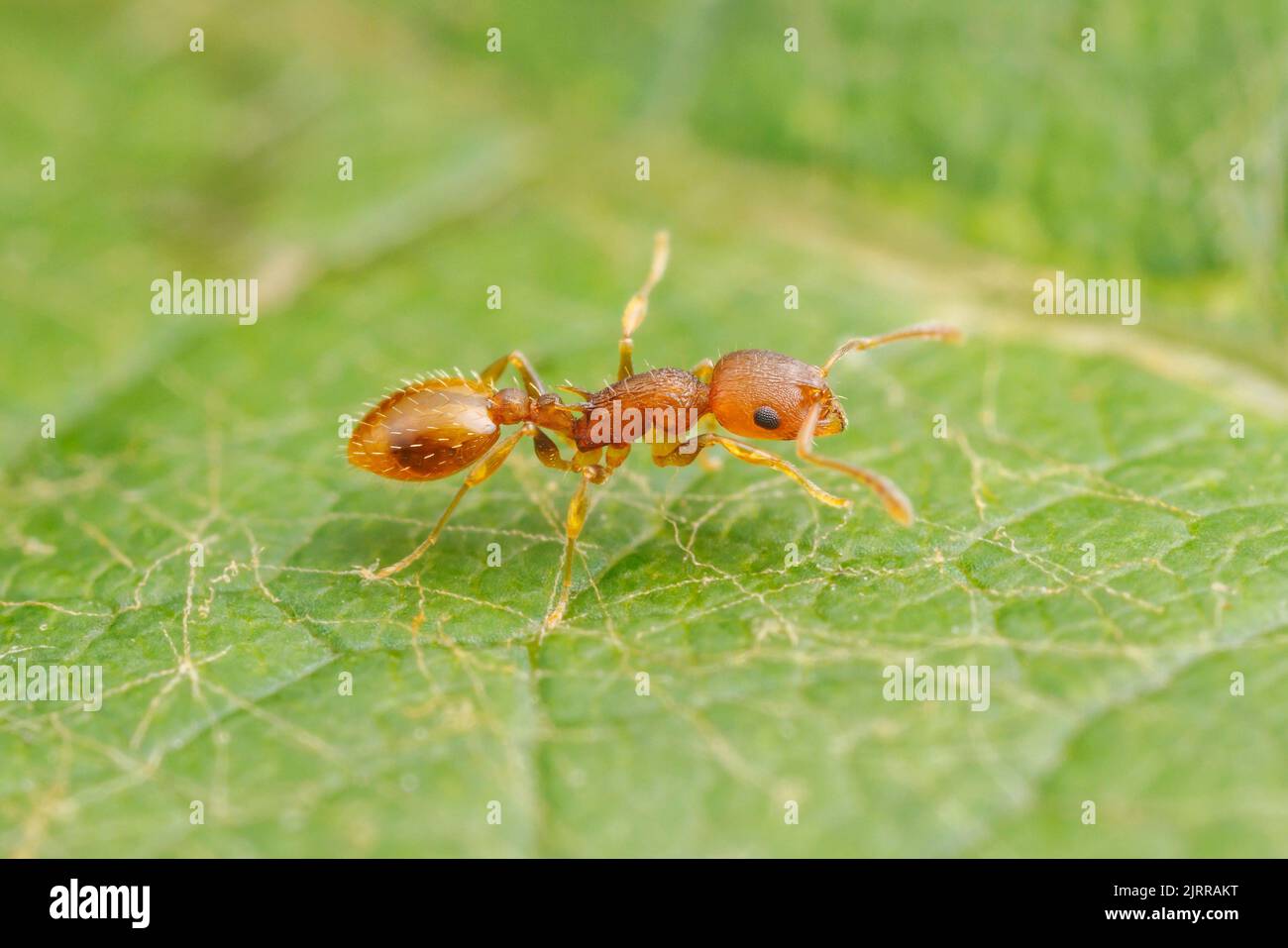 Acorn Ant (Temnothorax curvispinosus) Stock Photo