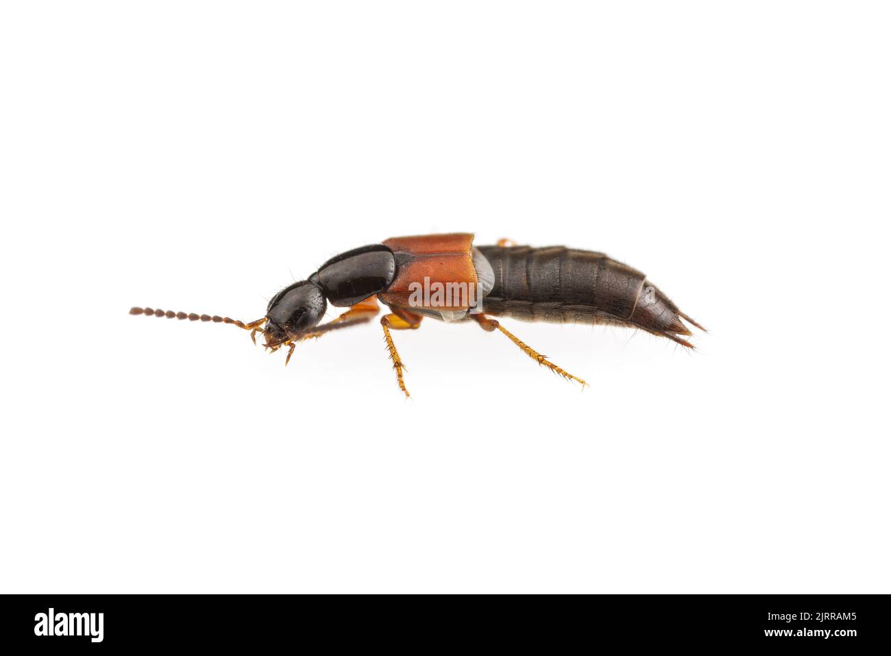 Rove Beetle (Philonthus rufulus) male isolated on white background. Stock Photo