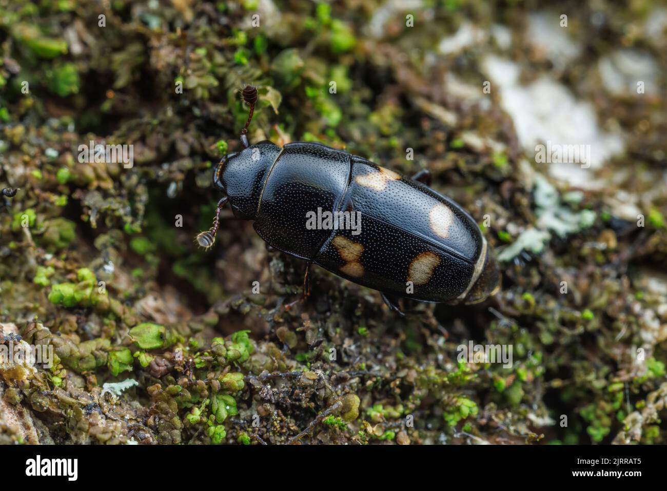 Four-spotted Sap Beetle (Glischrochilus quadrisignatus) Stock Photo