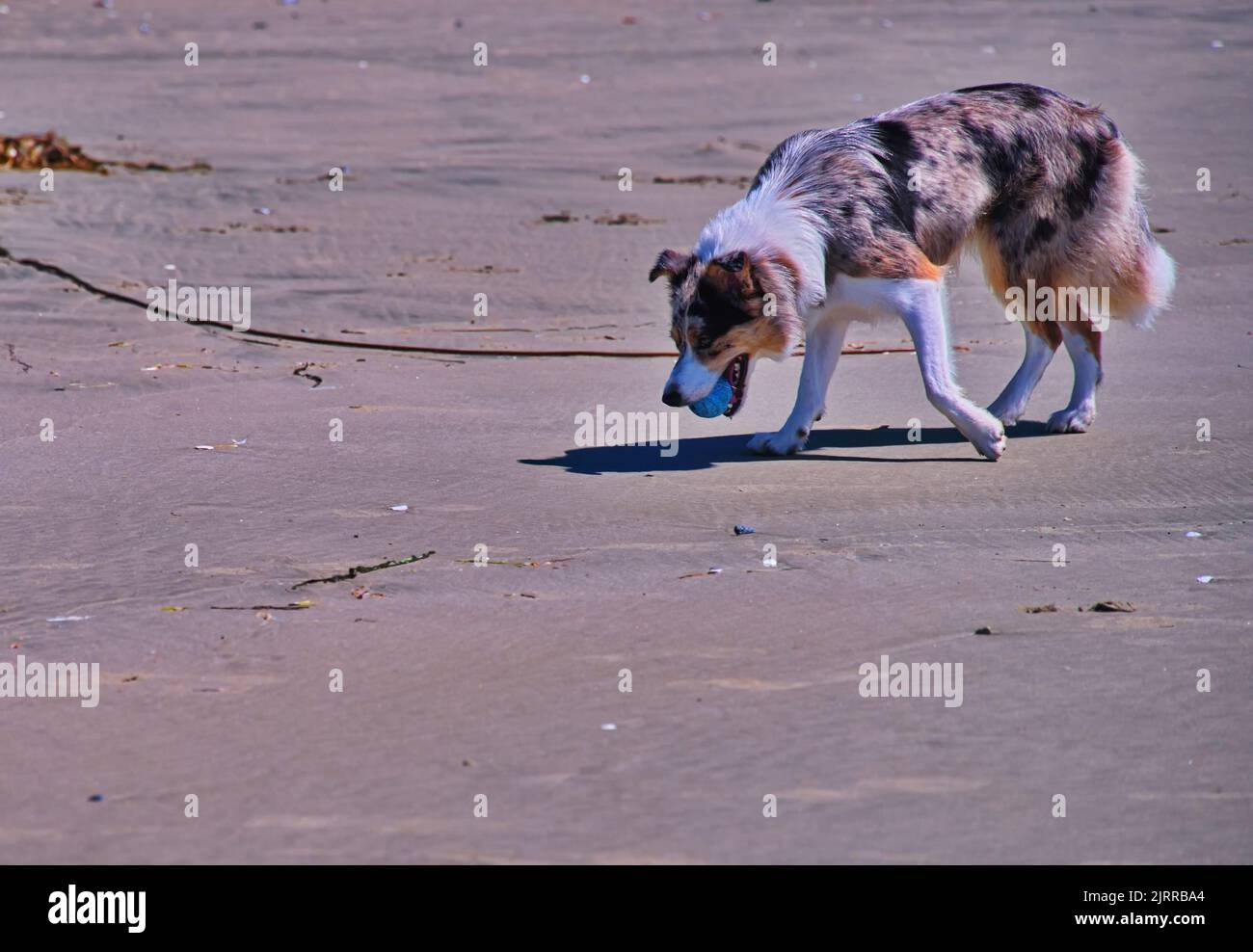 Cute dog playing on the beach Stock Photo