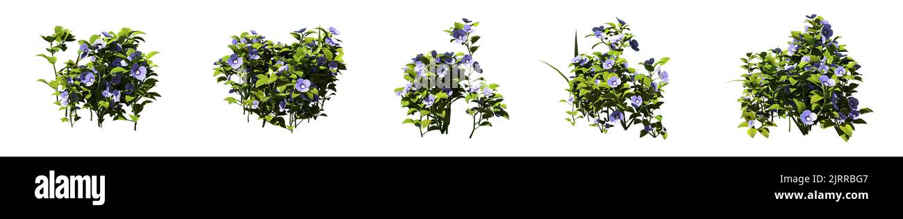 Set of grass bushes isolated on white. Speedwell. Veronica. 3D illustration Stock Photo