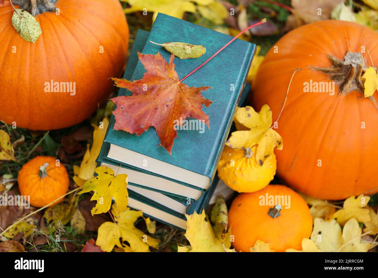 autum Books.Back to school.Halloween Books.Study and education. stack of books,maple leaves and pumpkins in autumn garden.Autumn cozy reading. school Stock Photo