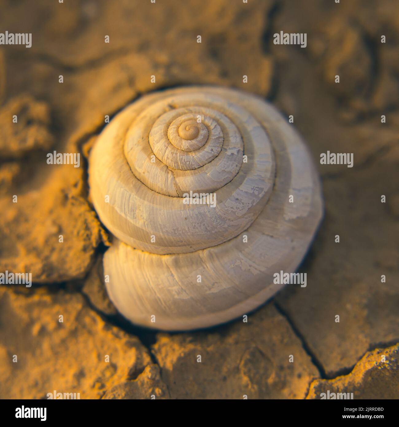 desert snail shells