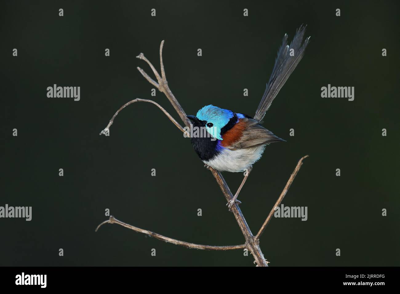 An Australian male Variegated Fairy-wren -Malurus lamberti, Nominate race- bird perched on a twig surveying his territory in dark early morning light Stock Photo