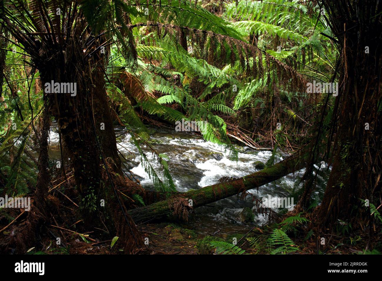 This is Badger Creek, above Badger Weir, near Healesville in Victoria, Australia. It's in temperate rain forest - and it was really wet! Stock Photo