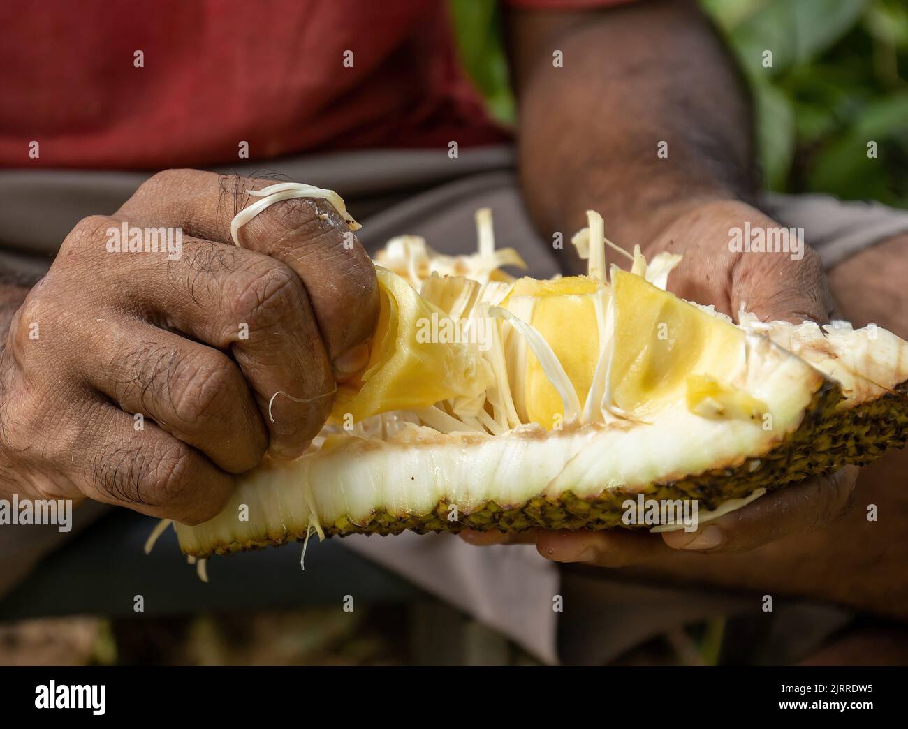 A human hands holding fresh jackfruit Stock Photo - Alamy