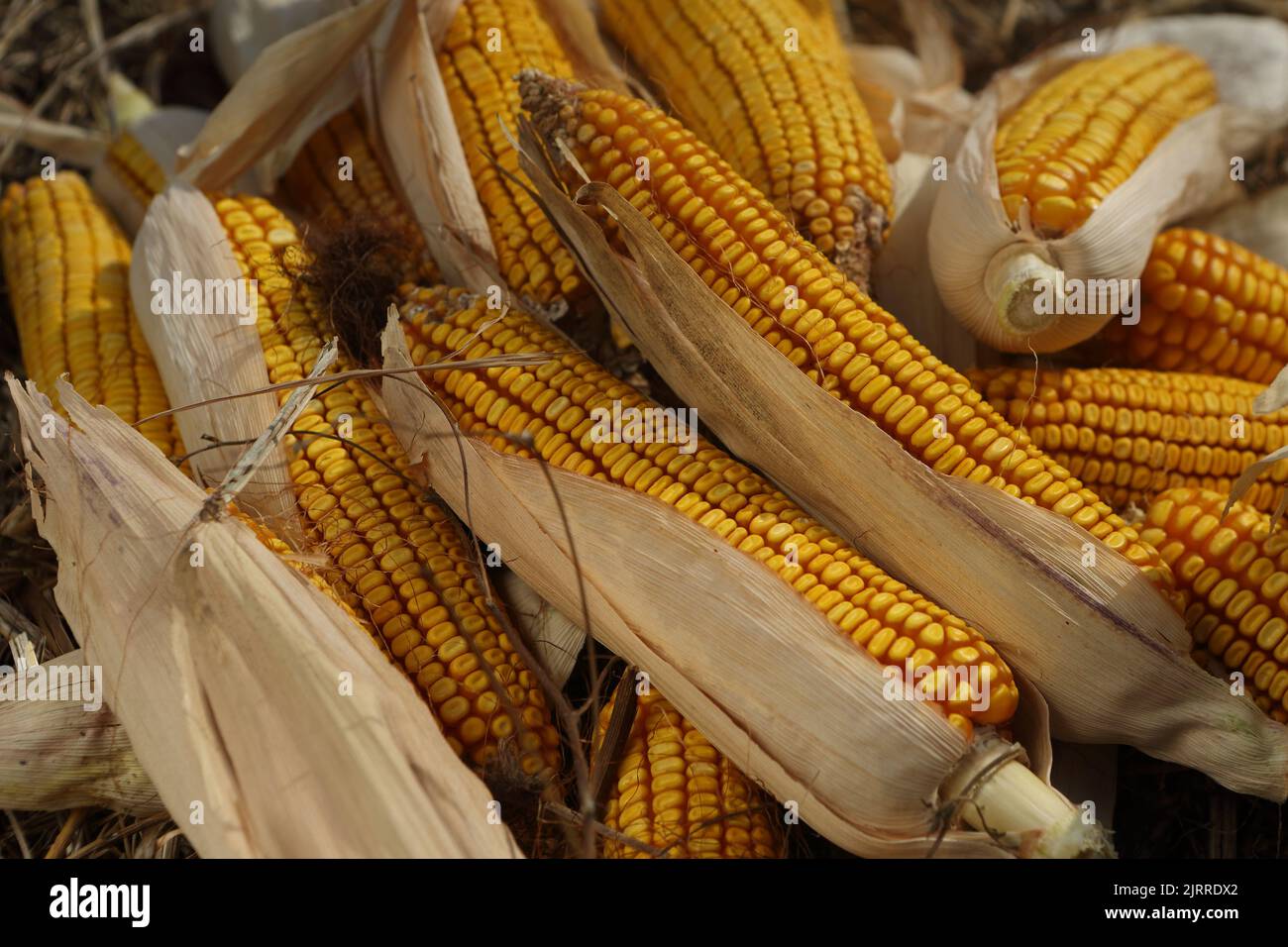 Ripened corn cob Stock Photo Alamy