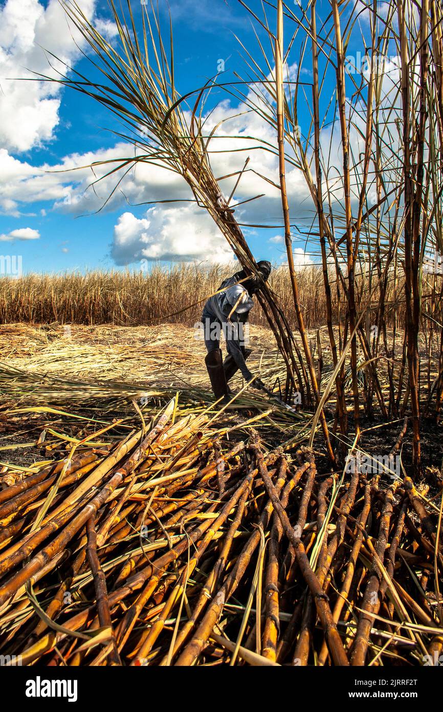 labour harvest sugar cane, Brazil Stock Photo