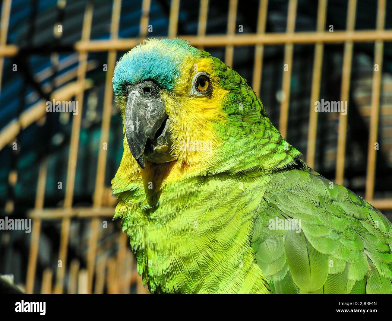 Green Parrot with cage in the background in Brazil Stock Photo