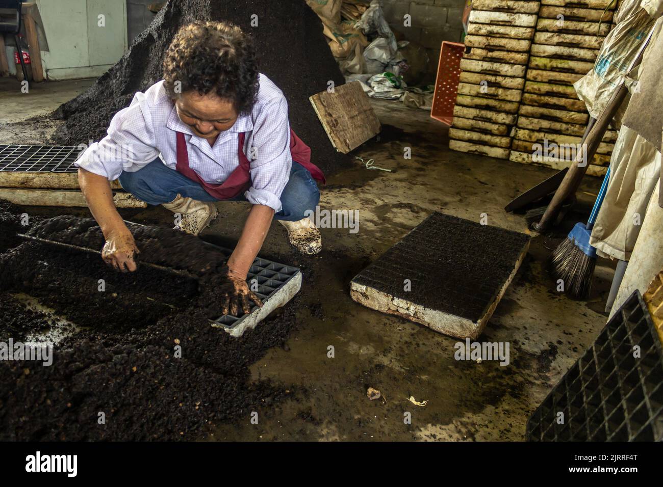Biritiba Mirim, Sao Paulo, Brazil,  March 13, 2013. Rural worker puts substrate to plant vegetables seedlings on a family farm in Brazli Stock Photo