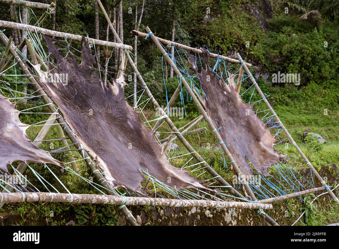 Stretched buffalo hide hires stock photography and images Alamy