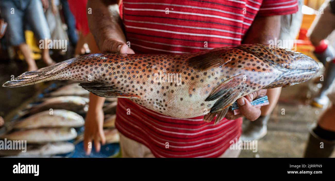 Java, Indonesia, June 13, 2022 - Large spotted fish being held by ...