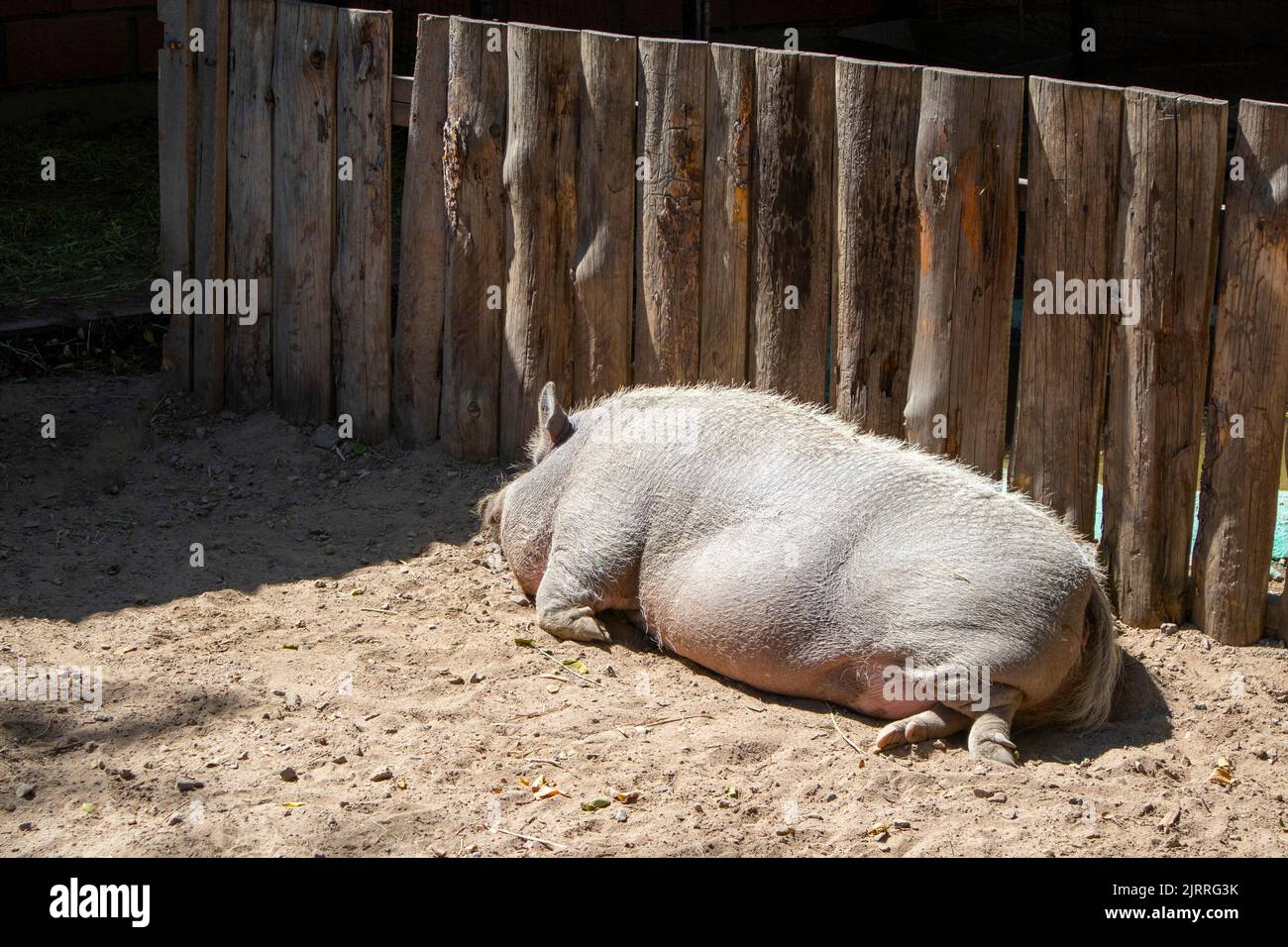 a big gray pig sleeps by the fence Stock Photo