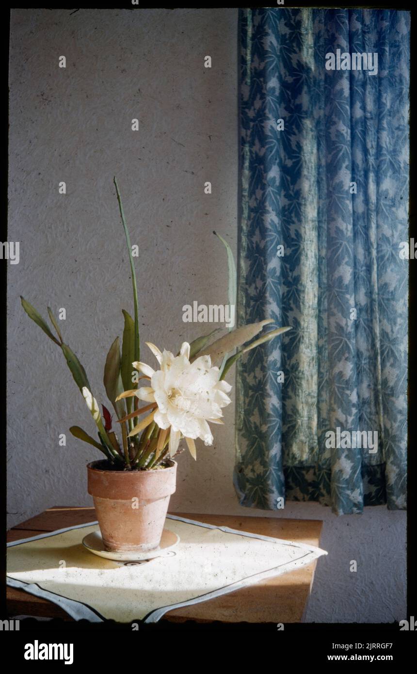 Cactus (Epiphyllum hybrid) in flower ...., 28 November 1959, Wellington, by Leslie Adkin. Gift of Adkin Family, 1997. Stock Photo