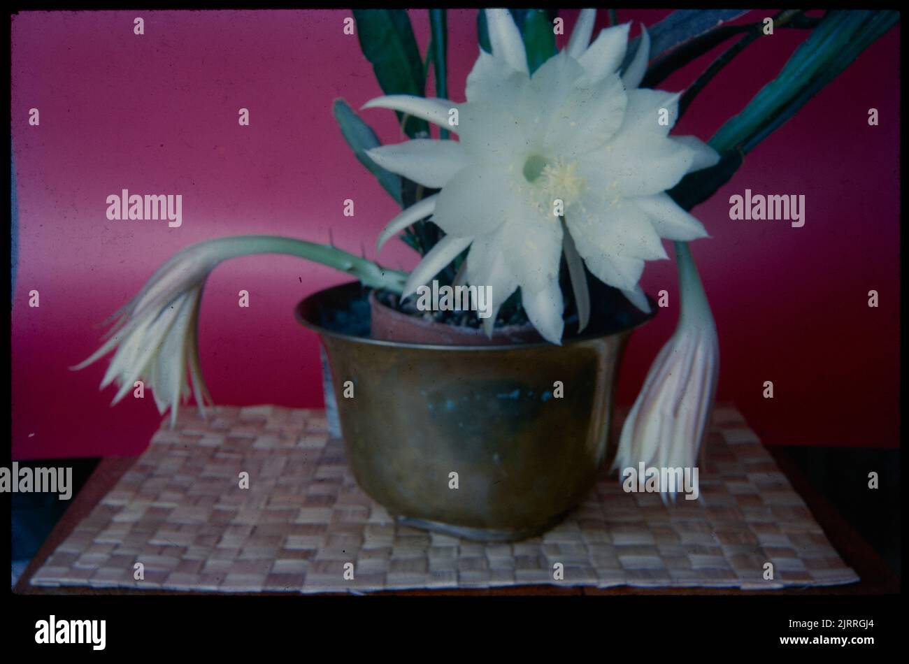 Cactus in flower (Epiphyllum hybrid) ....., 28 November 1959, North Island, by Leslie Adkin. Gift of Adkin Family, 1997. Stock Photo