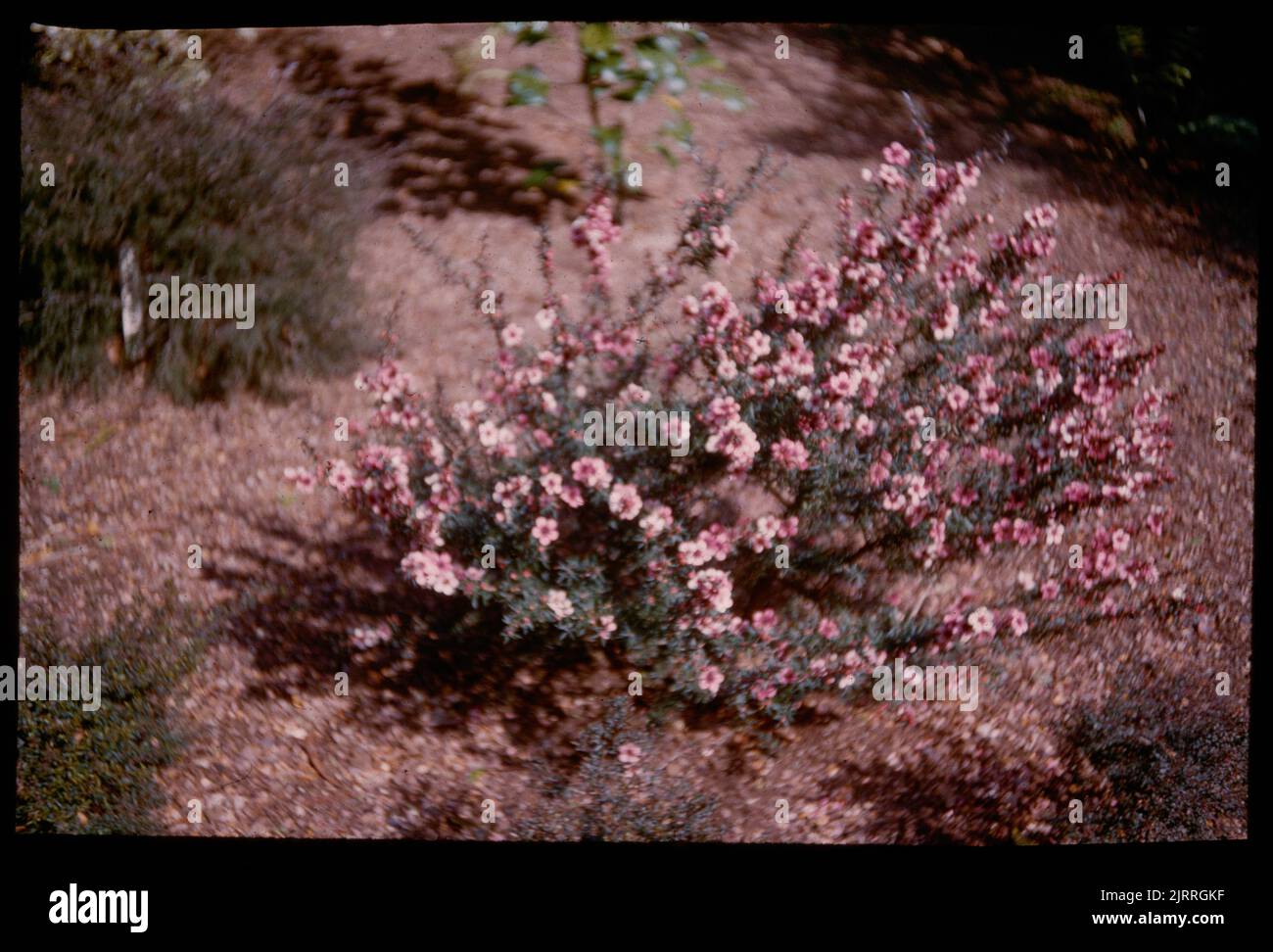 The pink manuka (Leptospermum martinii) in bloom, Wellington city, 08 September 1960, Wellington, by Leslie Adkin. Gift of Adkin Family, 1997. Stock Photo