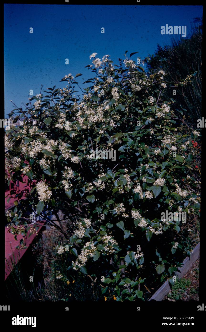The lace-bark (Hoheria) in full bloom, 02 April 1960, Wellington, by Leslie Adkin. Gift of Adkin Family, 1997. Stock Photo
