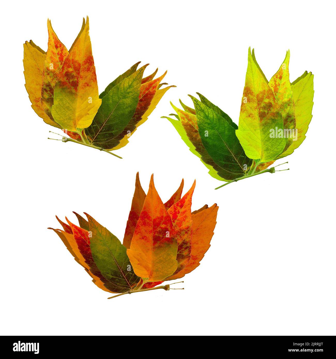 42PCS Real Dried Maple Leaves For Resin, Natural Lebanon