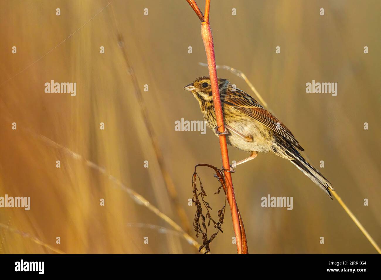 a common reed bunting bird in the reed Stock Photo - Alamy