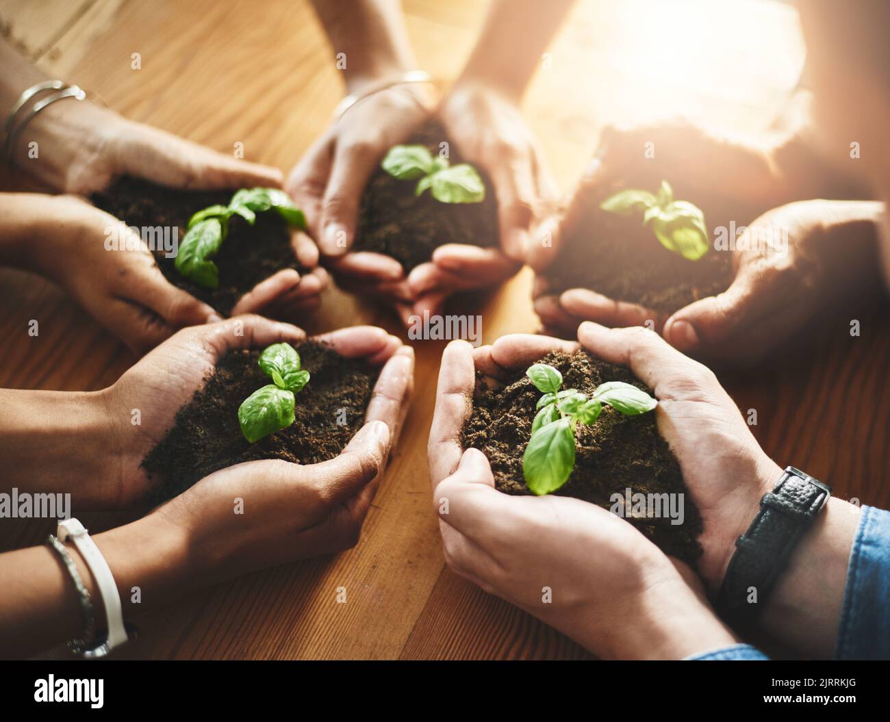 Hands holding fresh green plants in circle huddle for healthy growth, organic planting or sustainable development. Closeup of diverse group of Stock Photo