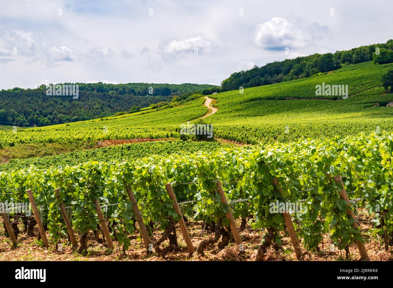 A vineyard near the formerly Cistercensian winery Clos de Vougeot ,one of the most renowned winer ies in Burgundy, France Stock Photo