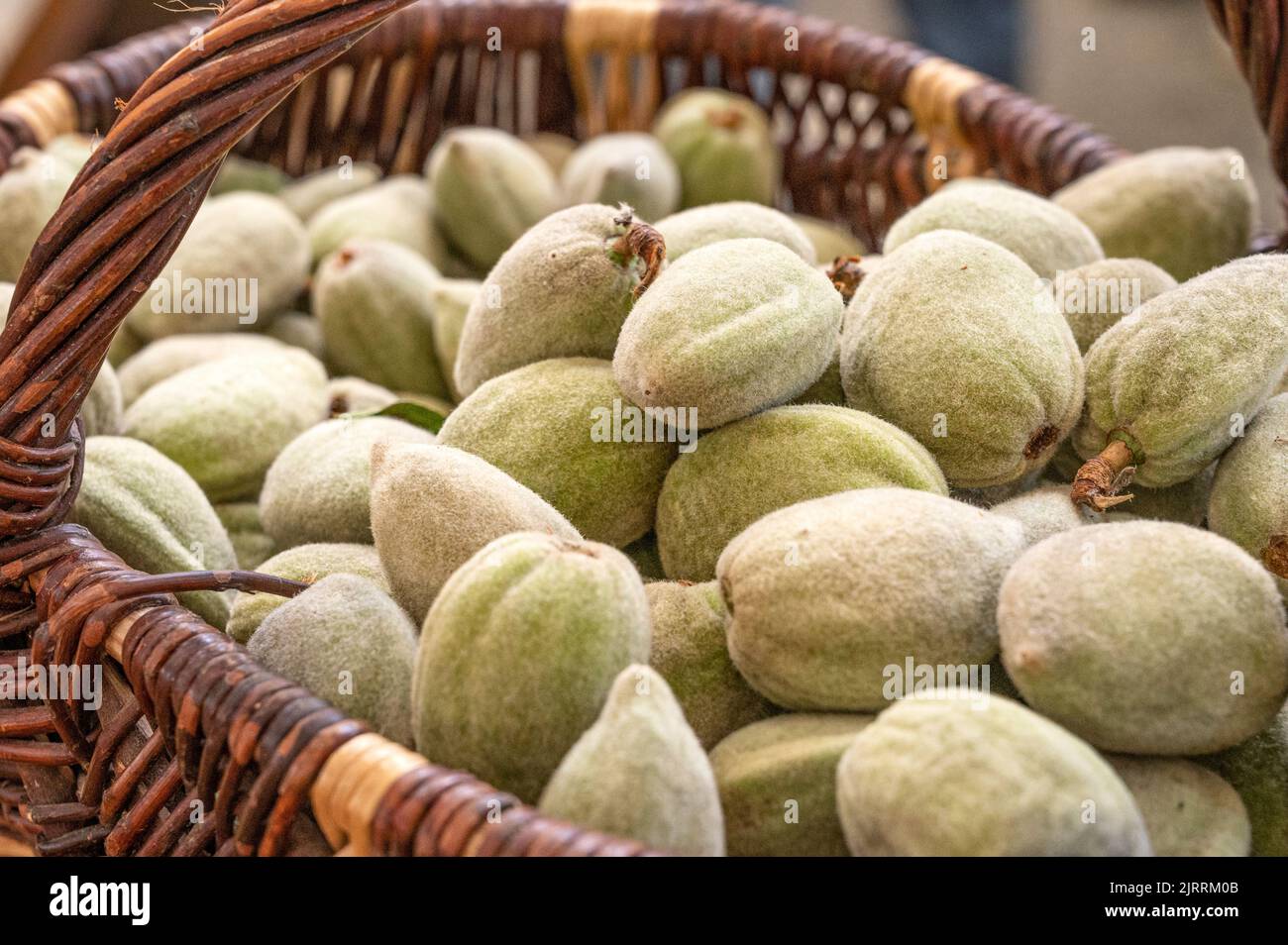 Fresh green walnuts are used in France to produce vin de noix Stock Photo
