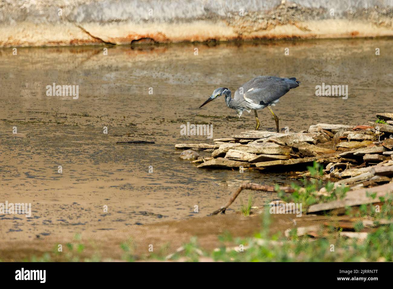 A gray heron is fishing in a river Stock Photo