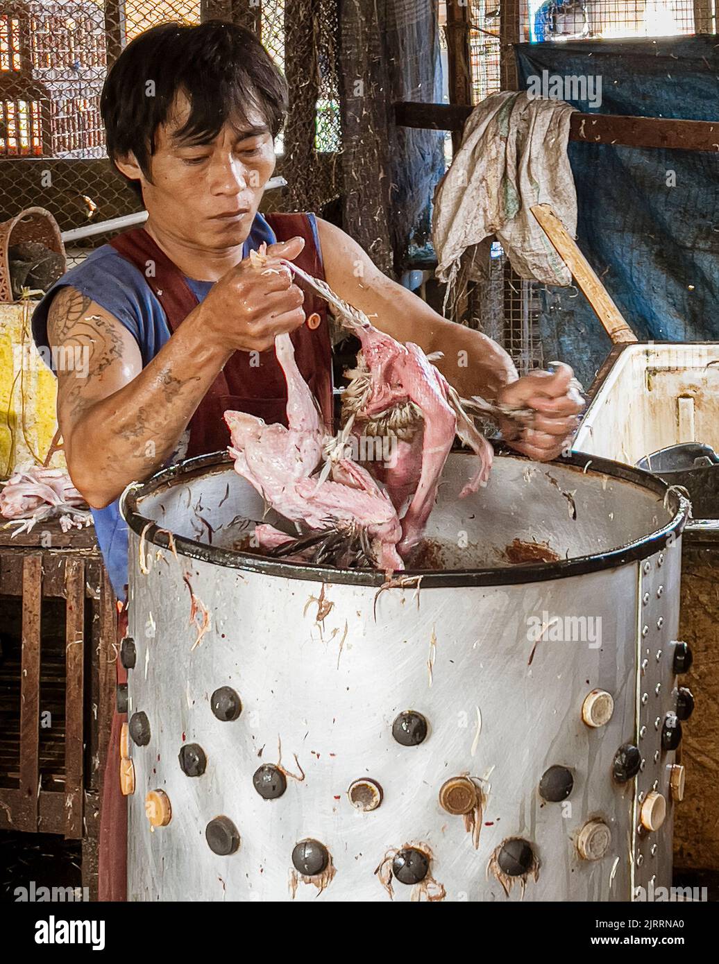 Indonesia, June 13 2022 - Man pulls chickens out of machine that removed all feathers. Stock Photo