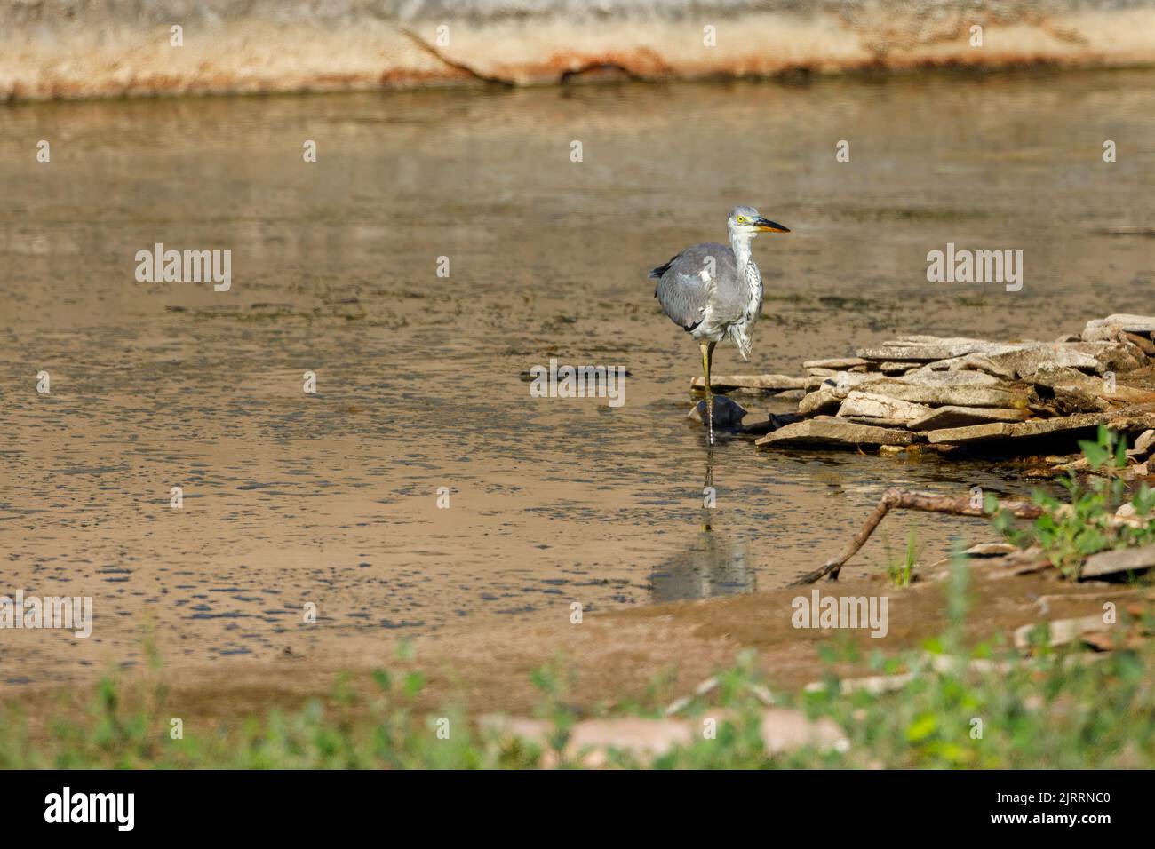 A gray heron is fishing in a river Stock Photo