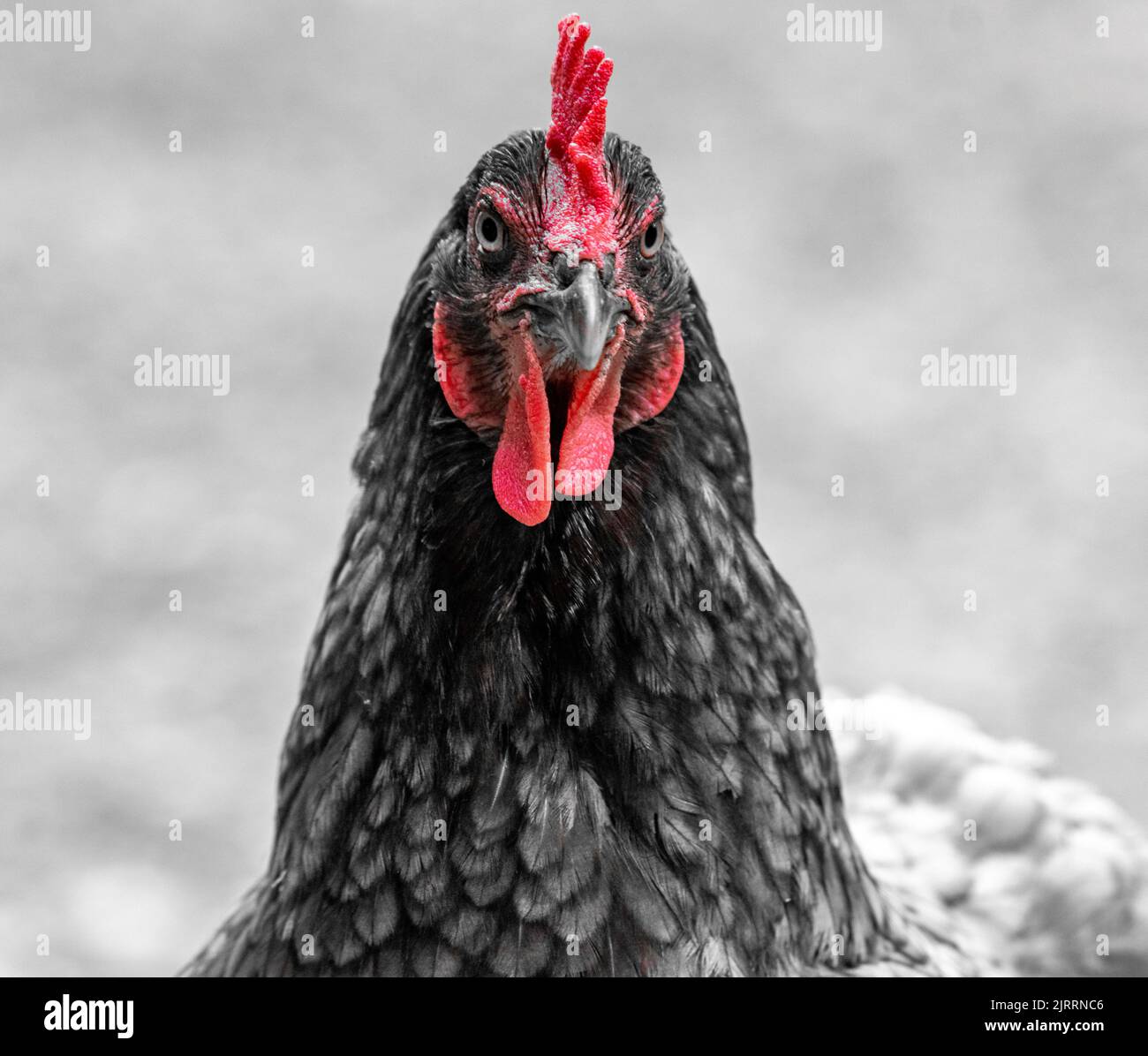 Hen, chicken Stock Photo