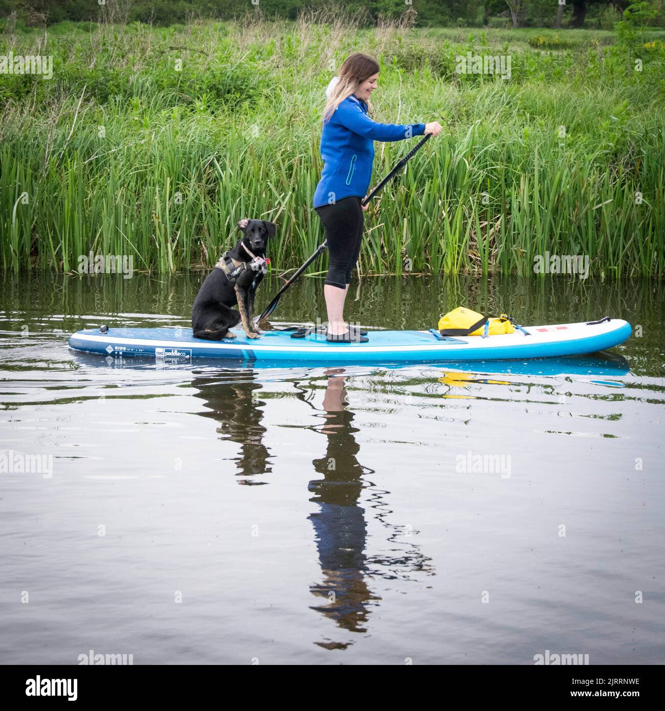 Woman and Dog paddleboarding Stock Photo