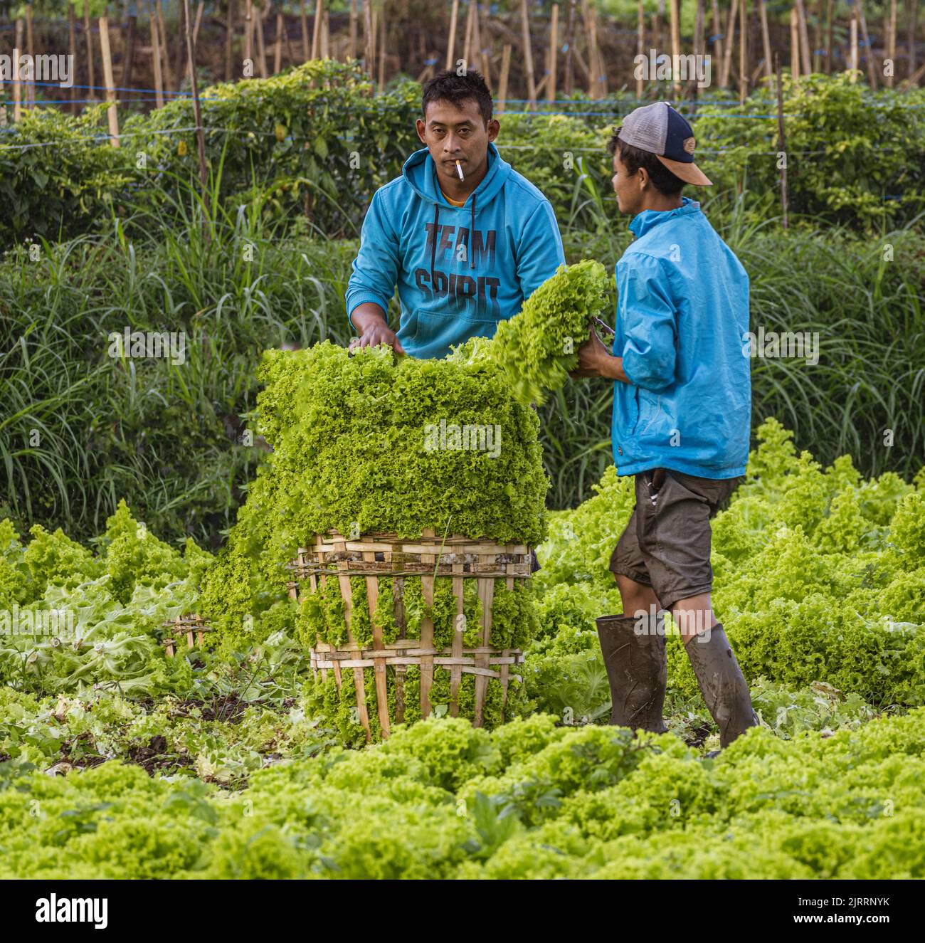 Indonesia, June 13 2022 Lettuce harvesters bringing in a fresh crop
