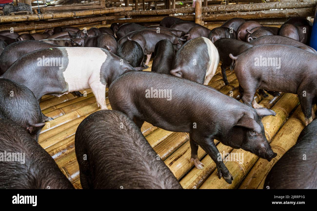 Indonesia, June 13 2022 Pigs are loose in their pen waiting for a