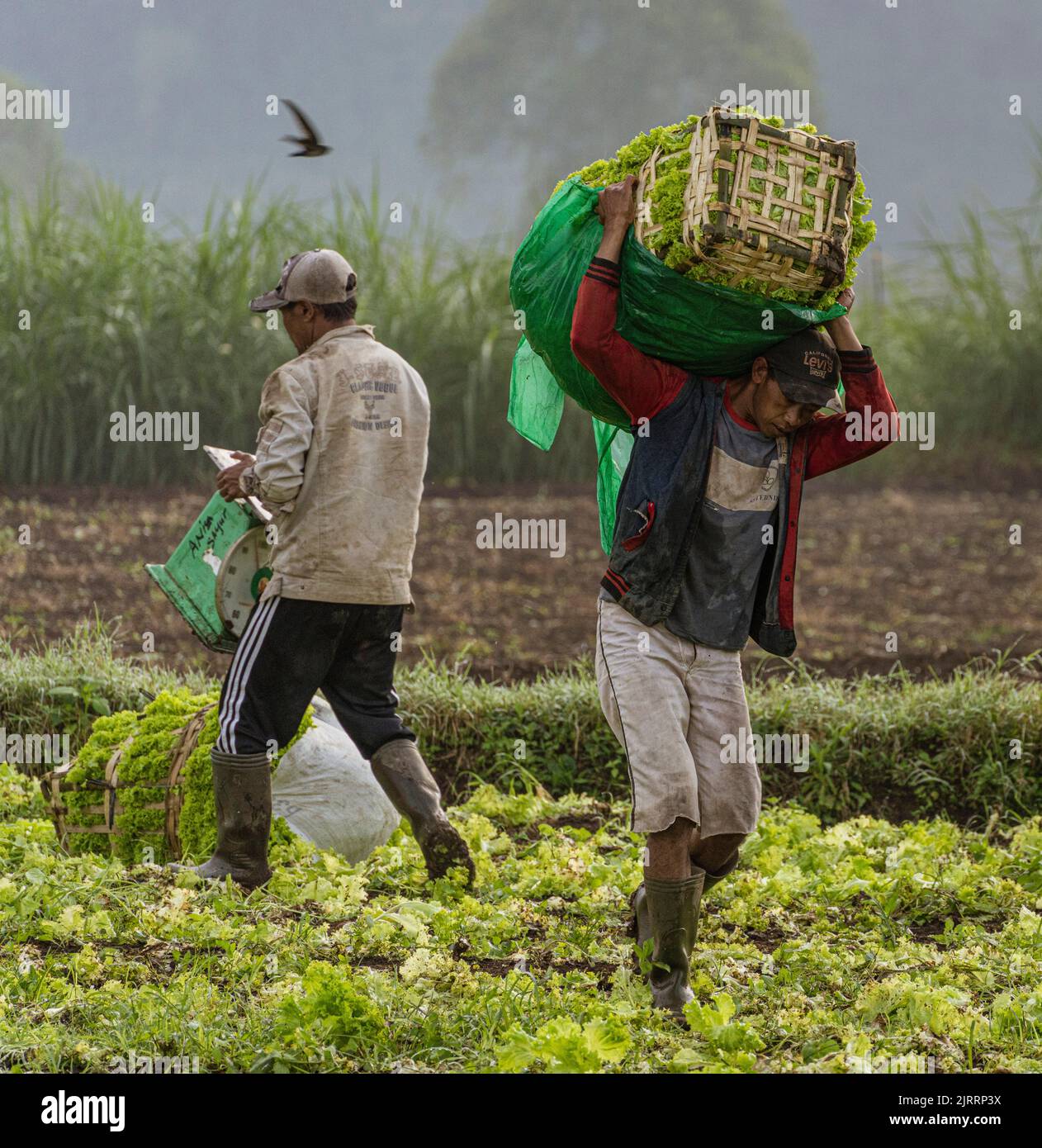 Indonesia, June 13 2022 Lettuce harvesters bringing in a fresh crop
