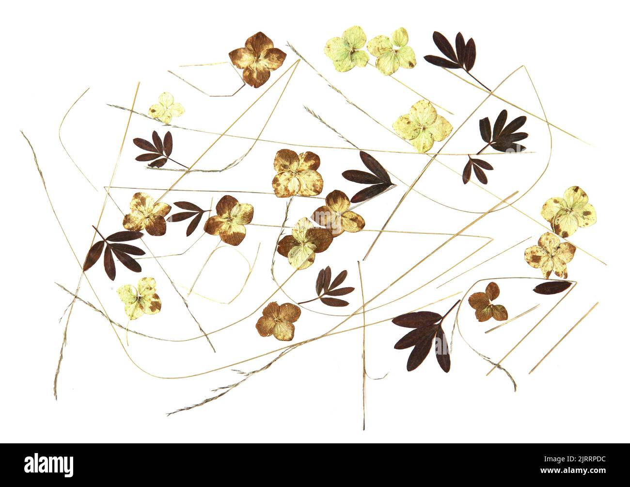 bouquet of dried leaves on watercolor paper, fall leaf, wooden planks