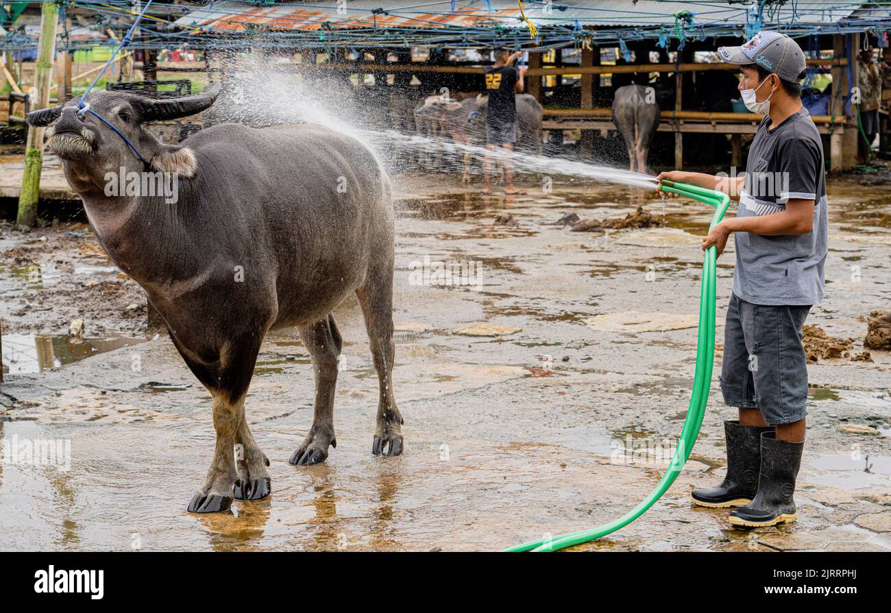 Water buffalo for sale hi-res stock photography and images - Alamy