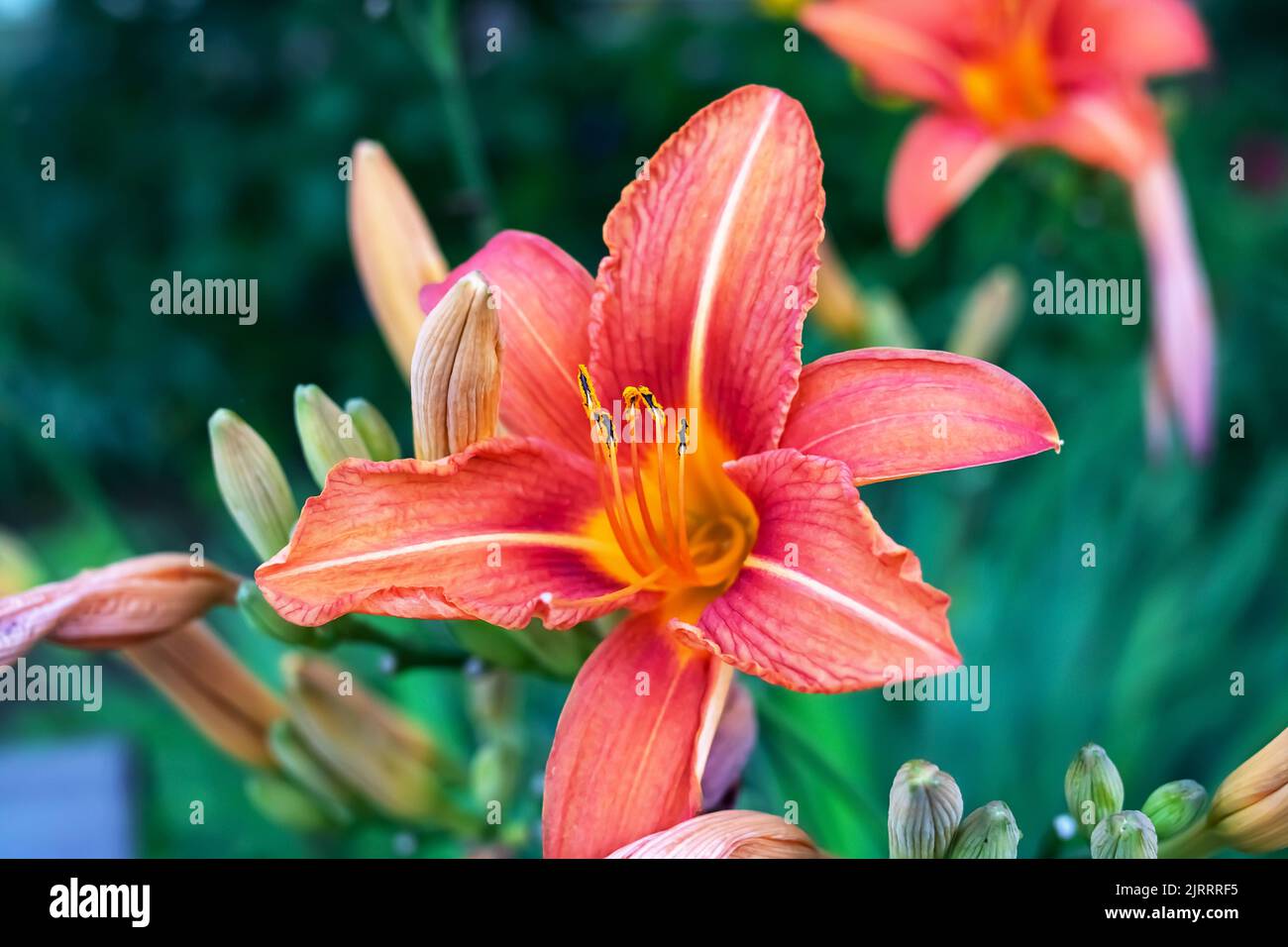 Red lily flower among the greenery in the flower bed Stock Photo - Alamy