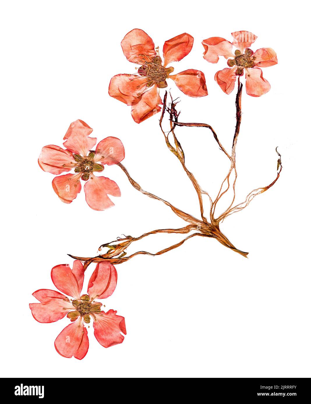 Pressed And Dried Petal Of Large Red Flowers Quince Blossom Stock Photo Pressed and dried petal of large red flowers quince blossom stock photo