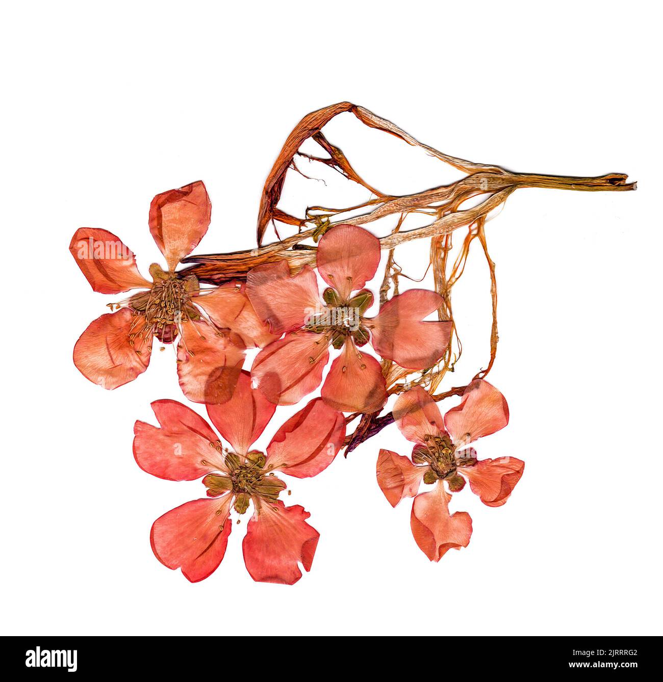 Pressed And Dried Petal Of Large Red Flowers Quince Blossom Stock Photo Pressed and dried petal of large red flowers quince blossom stock photo