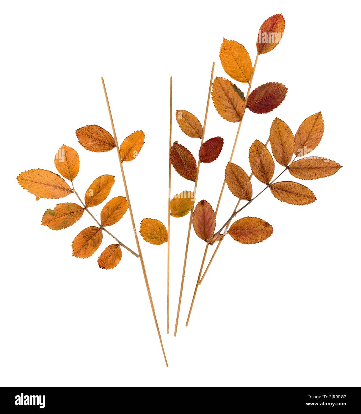 dry pressed orange leaves mountain ash, blades of grass and flowers