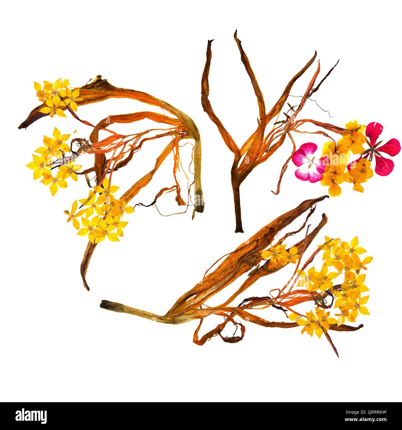 application bouquet of dry bizarre lily petals and pressed multicolor