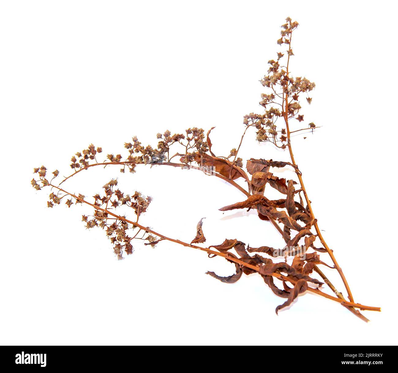 Bush triangle Cut Out Stock Images & Pictures - Alamy