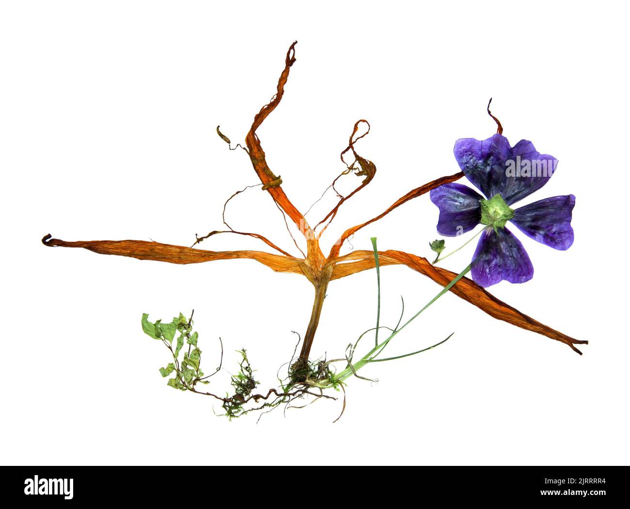 bizarre curved extruded dried lily petals. pressed hollyhock flower ...